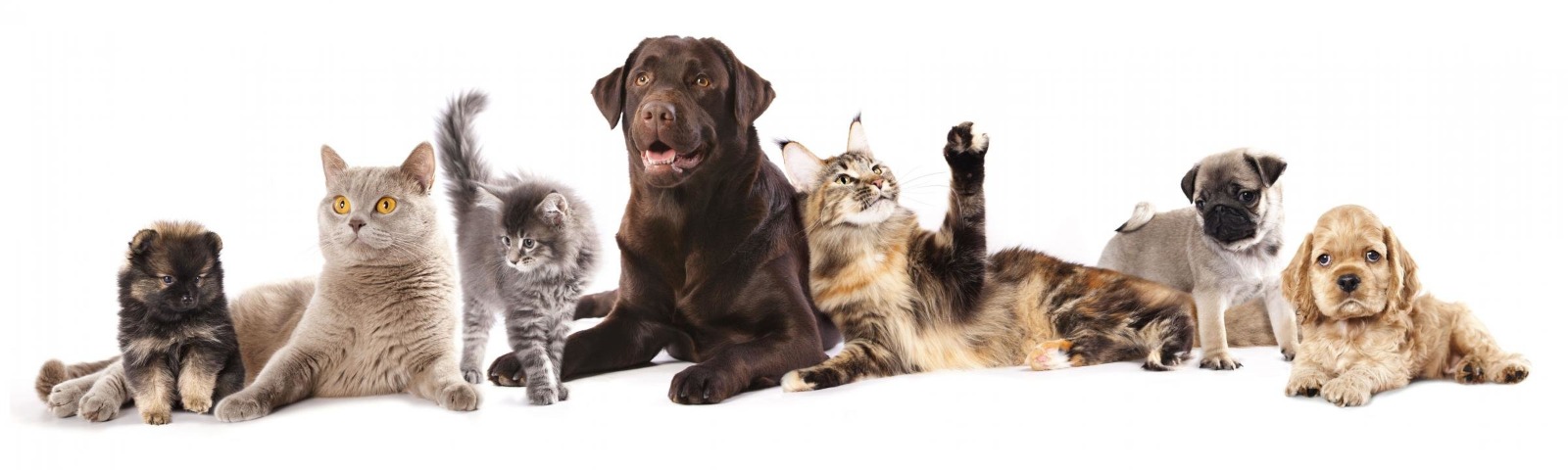 veterinary-application-banner-image
