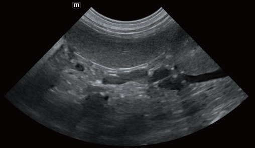 Spleen of canine-vetus-e7-vet-ultrasound